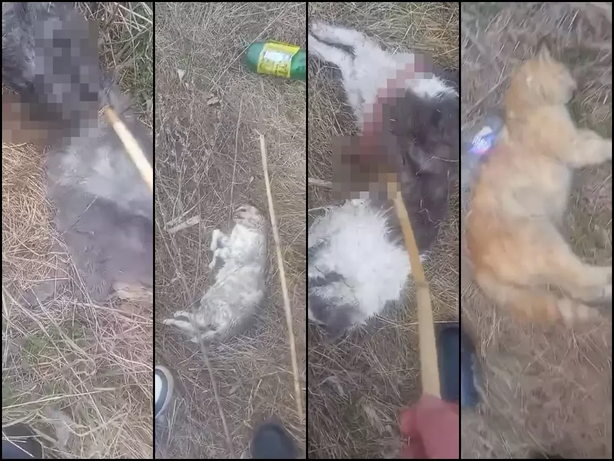 Маньяк в Ростовской области потрошит котов и бросает их умирать со вспоротыми животами