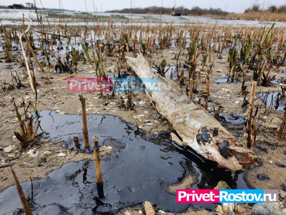 SOS: В Ростове началась экологическая катастрофа на берегу Дона из-за выброса нефти