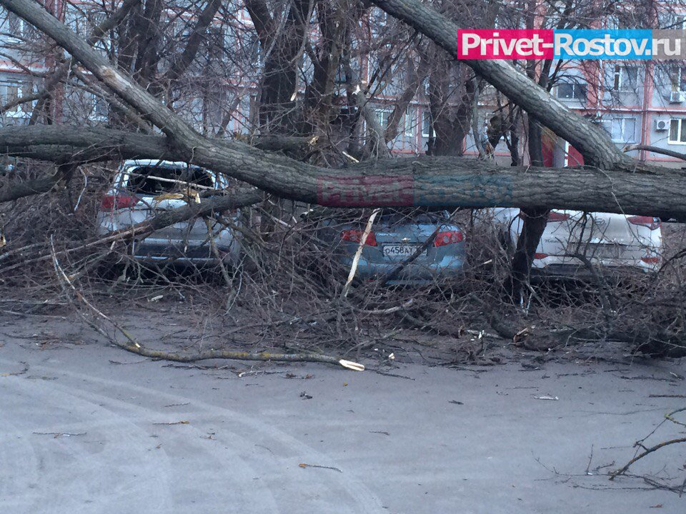 На проспекте Театральном в Ростове рухнувшее дерево разбило машины и спровоцировало пробку