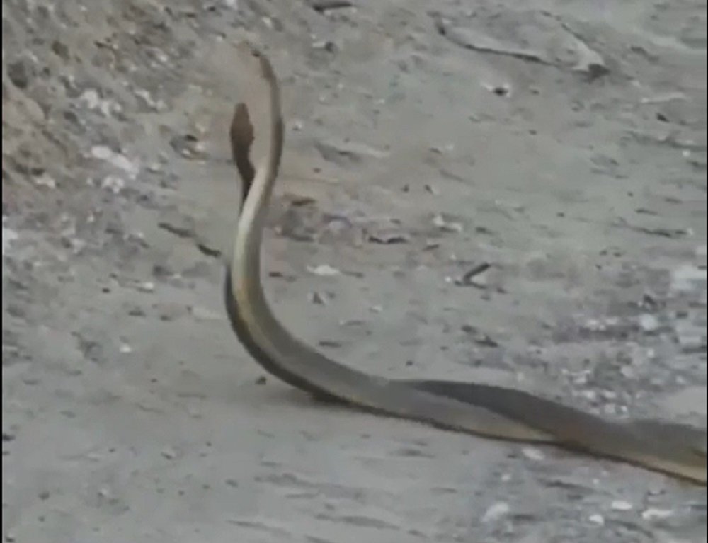 Видео танцующих змей на берегу Таганрогского залива около Ростова взорвало сети