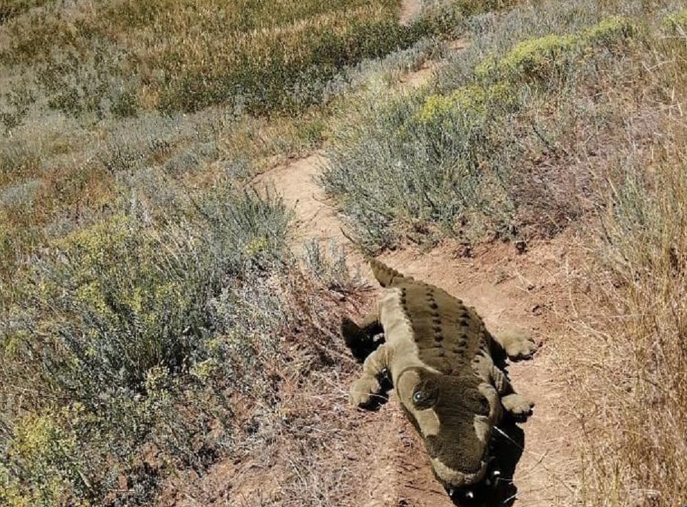 Сбежавшего из Батайска «крокодила» жители Ростовской области обнаружили в Мержаново