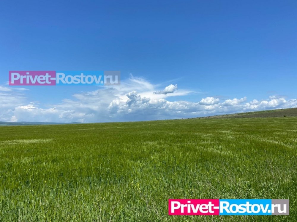 МЧС не нашло линз для поджога урожая в полях в Ростовской области в июле