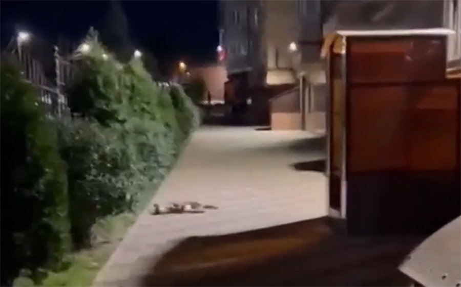Жители в Ростове-на-Дону заявили о начавшихся убийствах собак с особой жестокостью