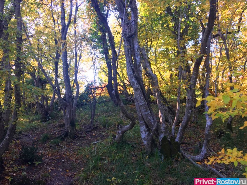Стали известны жуткие подробности убийства женщины в лесопосадке между Ростовом и Аксаем