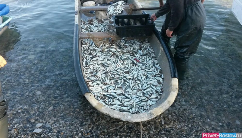 За полчаса «телепортировала» 17 тонн рыбы фирма из Петербурга в Ростовскую область в октябре