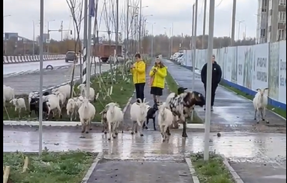 Левенцовку в Ростове атаковала банда коз в ноябре