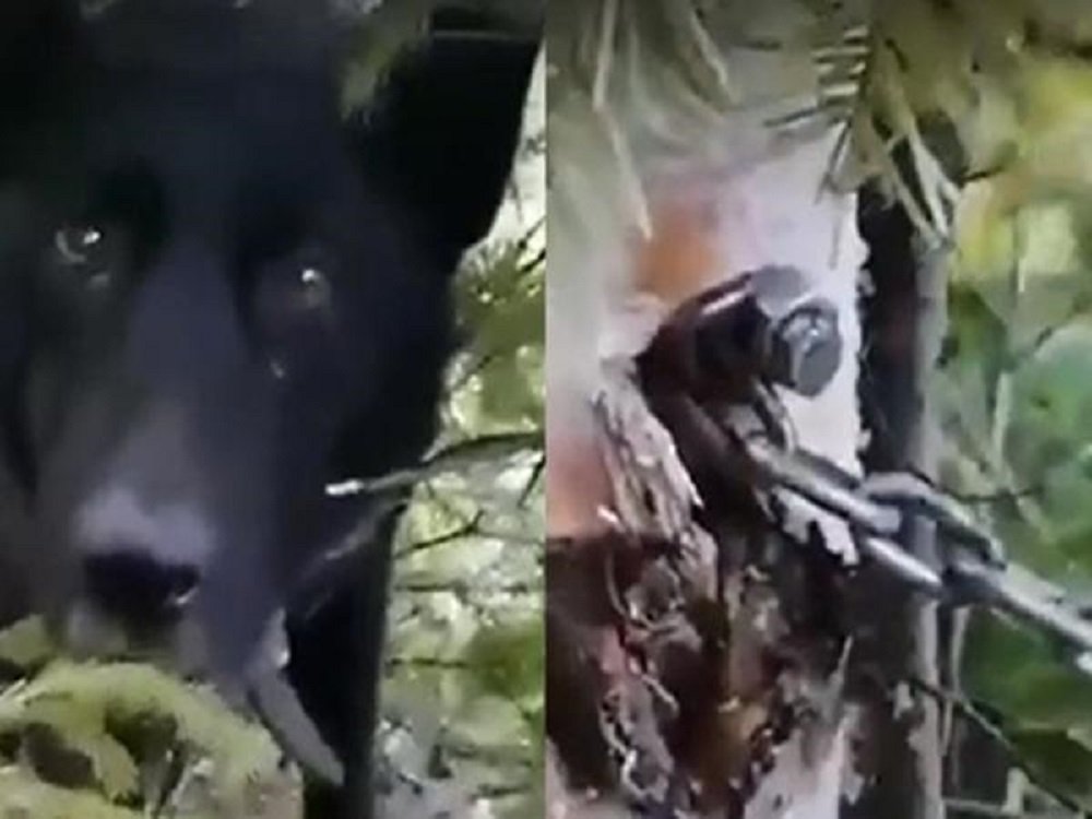 Неизвестные в Ростовской области оставили умирать собаку, прикованную к дереву цепью
