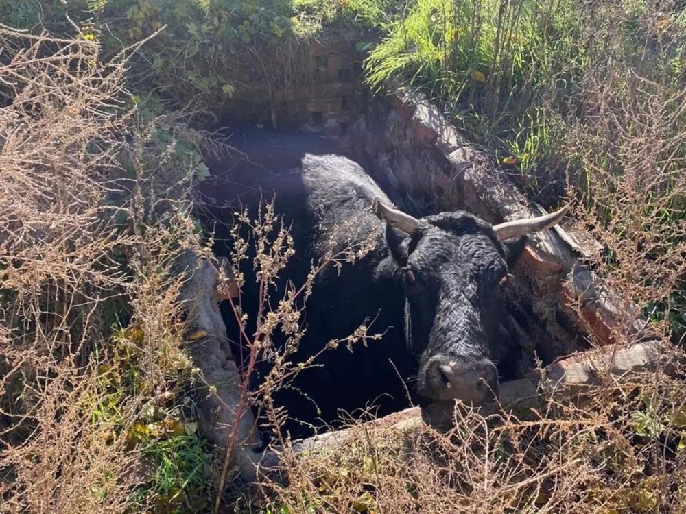 В Новошахтинске большая корова провалилась в яму-ловушку
