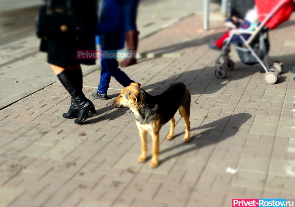 Собаки едва не загрызли двух женщин на Красноармейской в Ростове-на-Дону днем 29 ноября