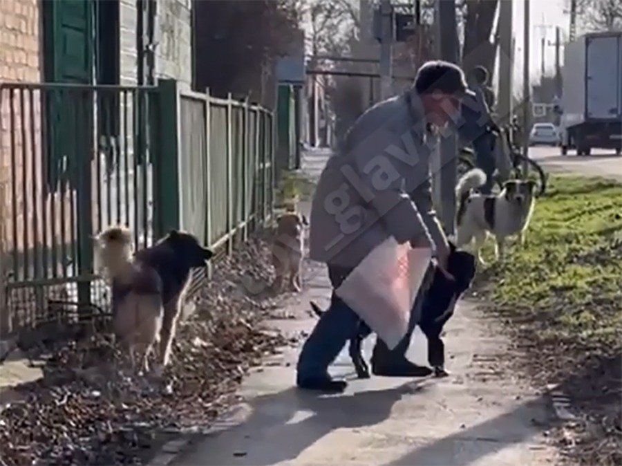 В Батайске на Коммунистической стая собак едва не загрызла пенсионера