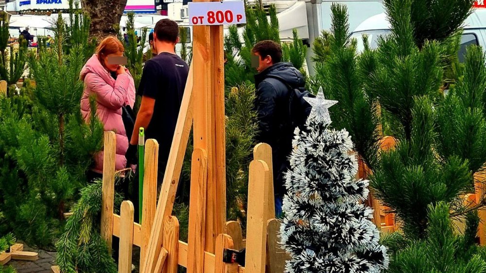 В Ростове-на-Дону начали продавать новогодние деревья из страны блока НАТО с 12 декабря