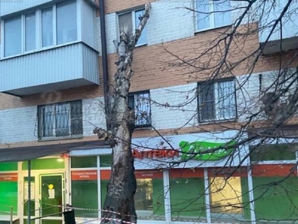 В Ростове упавшее дерево выбило окно в квартире на втором этаже