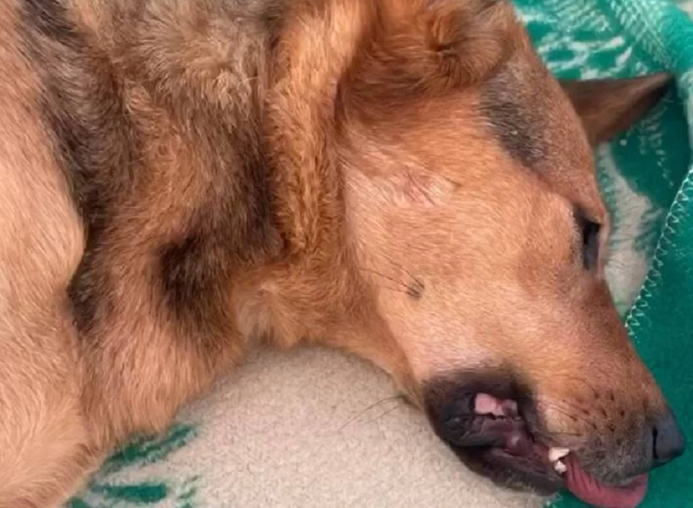 В Ростове волонтеры и неравнодушные горожане спасают пострадавшего в ДТП пса