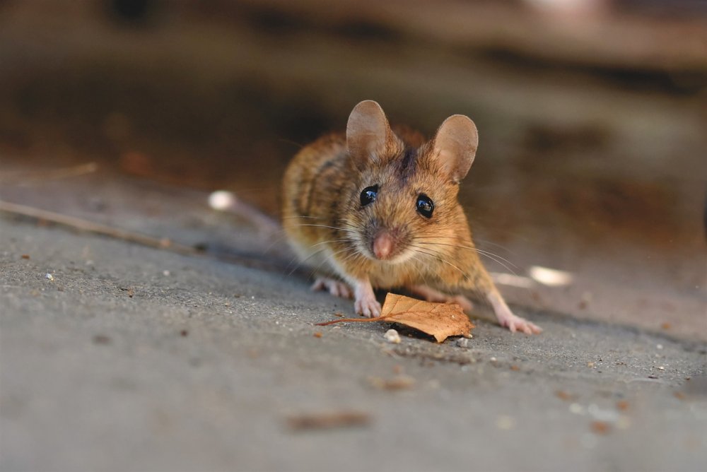 Бегающую по супермаркету Магнит в Ростове покупатели мышь назвали специалистом по нитратам