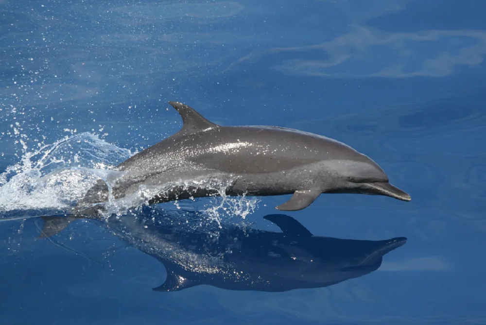На берег Таганрогского залива снова выбросило мертвого дельфина