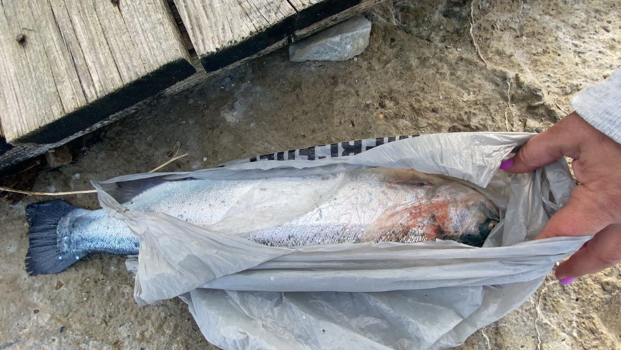 Массовая гибель рыбы зафиксирована в Ростовской области в Батайске