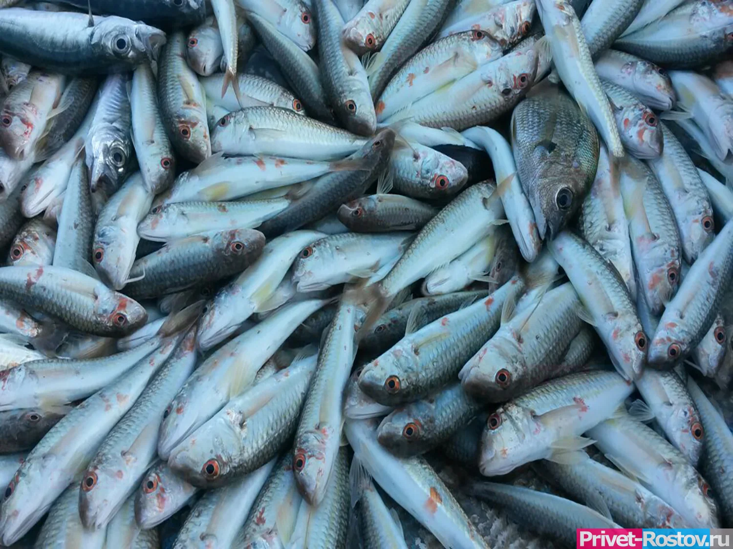Рыбный морг обнаружили в Таганроге у 54-летнего местного жителя