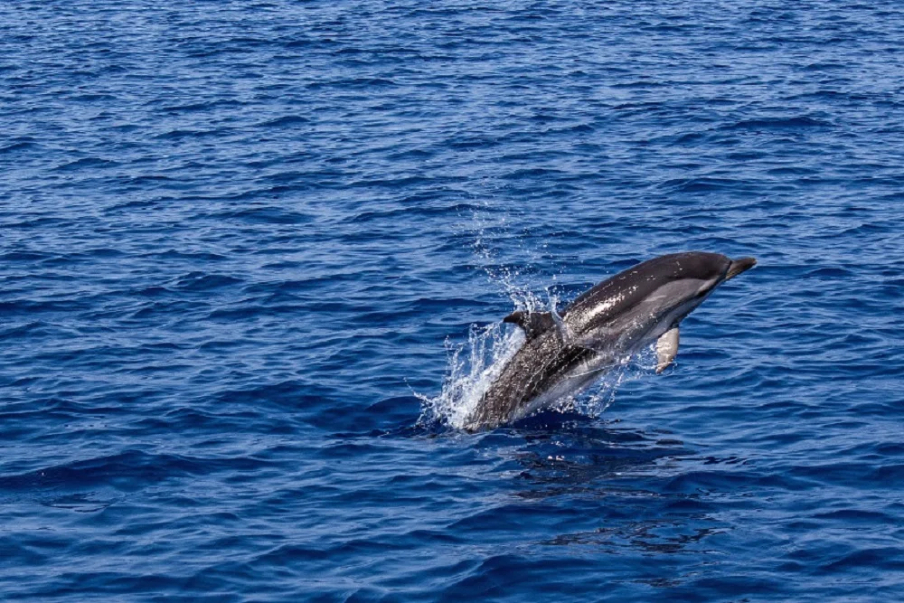 Ученые ЮФУ заявили, что весной на Дону начнут плавать дельфины и морские свинки