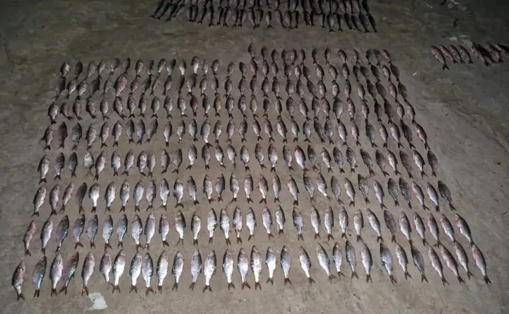 Браконьеры выловившие рыбы почти на миллион рублей задержаны в Волгодонске