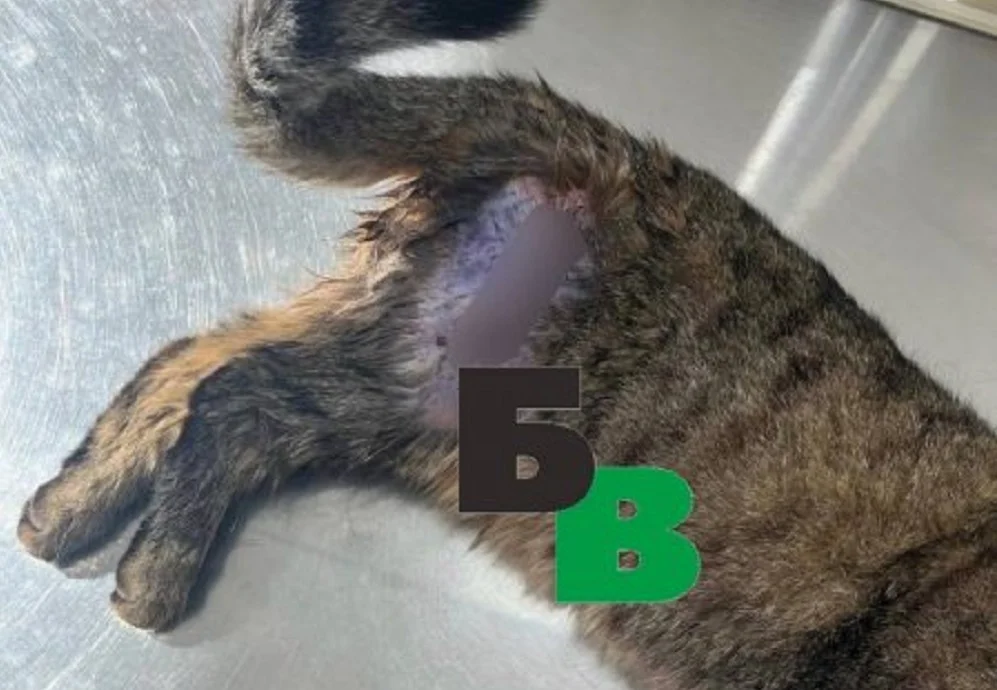 В Батайске живодер расстрелял кошку из пневматического ружья