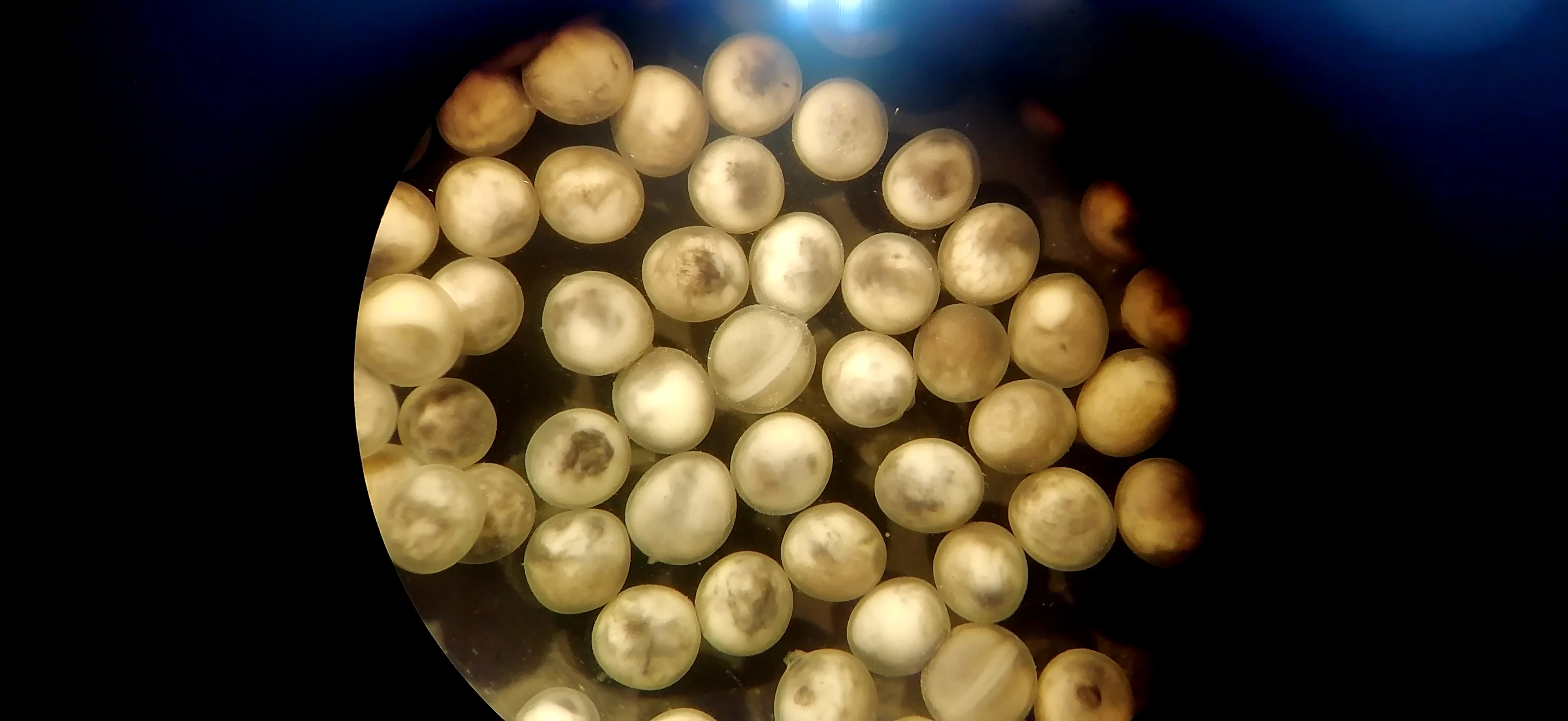 Ученые ДГТУ разработали эффективную технологию криоконсервации спермы рыб