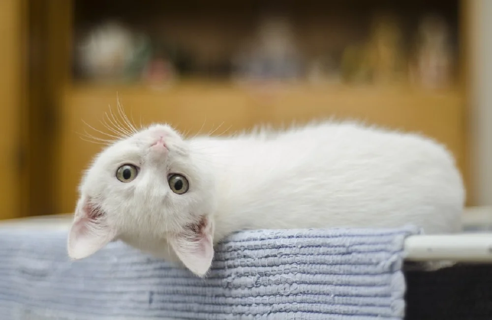 Житель Ростова-на-Дону похвастался своим белым котом за 1 миллион рублей