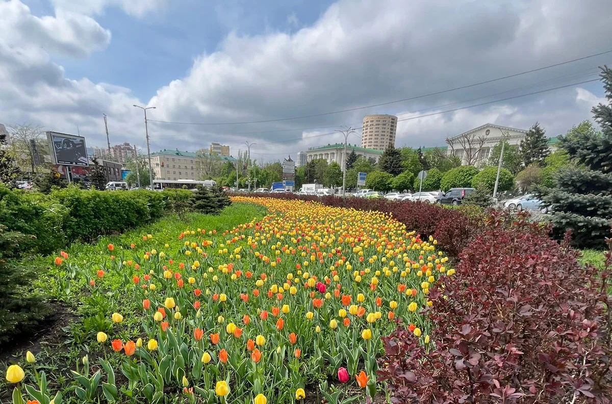 МСЮ: В будущем году хотим увеличить число высаженных тюльпанов в Ростове-на-Дону