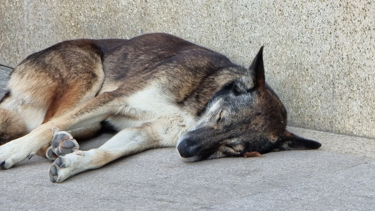 Собака погибла в Ростовской области от обломка сбитого беспилотника