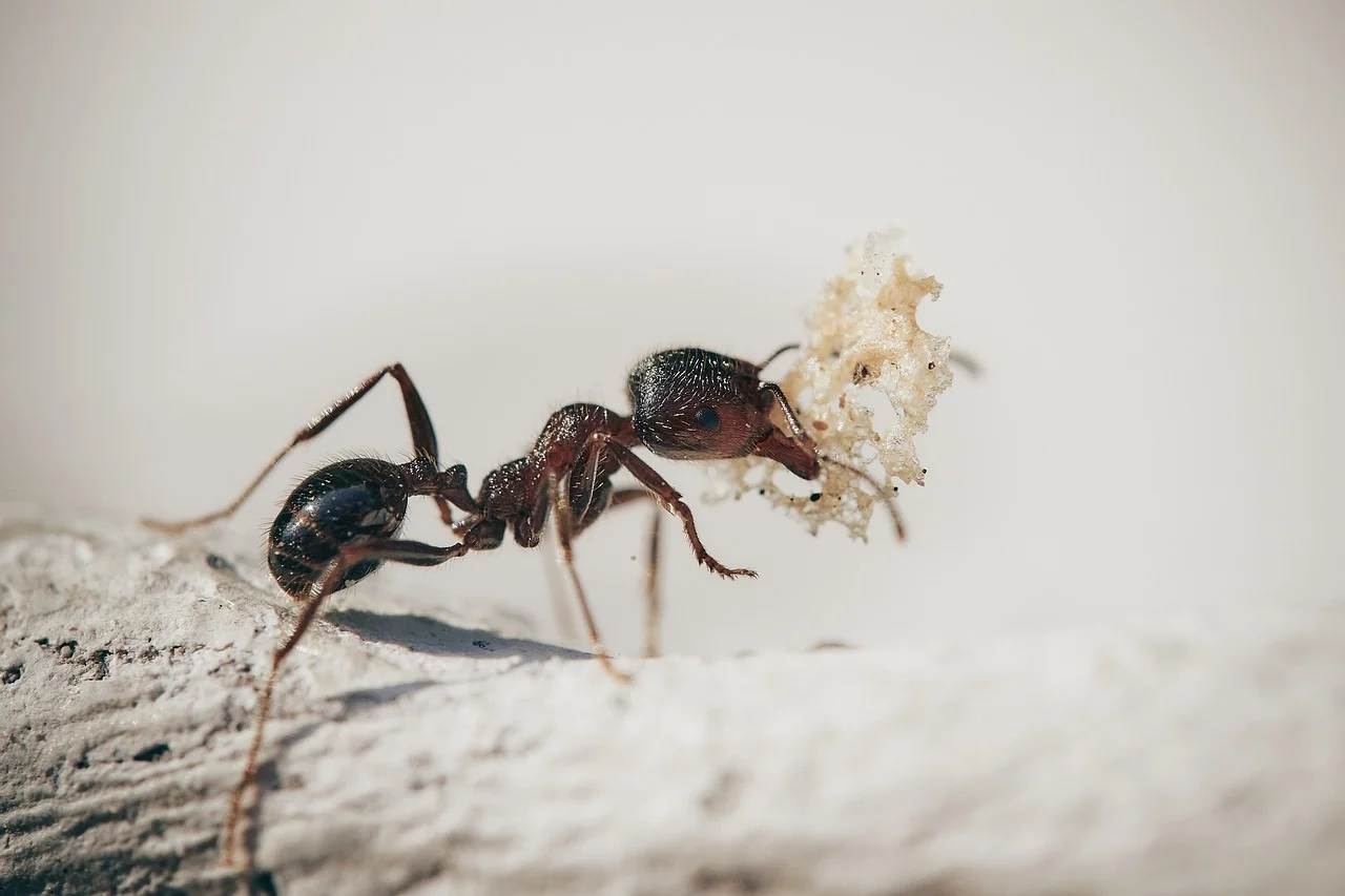 Избавьтесь от муравьев на даче с помощью простого и эффективного способа