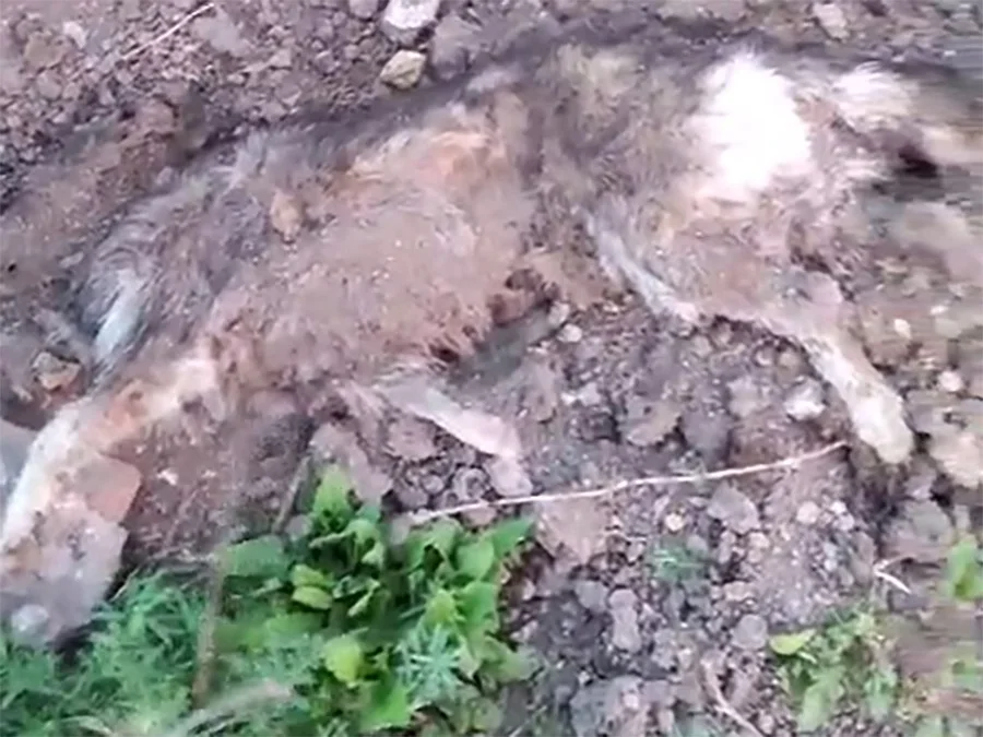 Множество обезглавленных собак нашли в селе около Таганрога