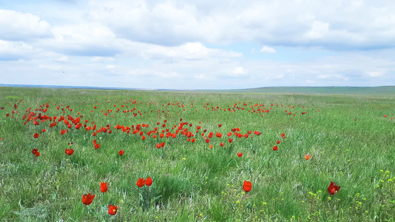 У дончан вырос интерес к Фестивалю тюльпанов в Калмыкии