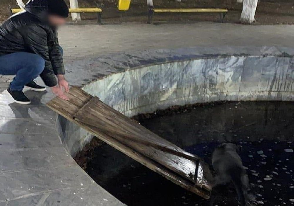 Замерзающую собаку в фонтане спасли очевидцы в Новочеркасске