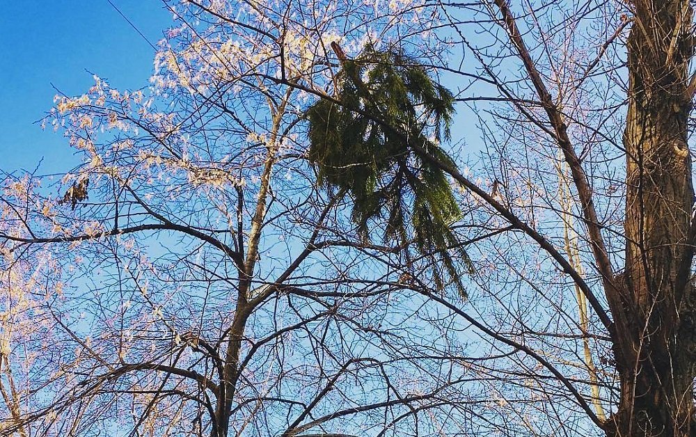 Праздник закончился: ростовчане начали выкидывать елки из окон