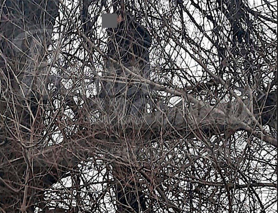 Повешенным найден молодой парень на дереве под Ростовом