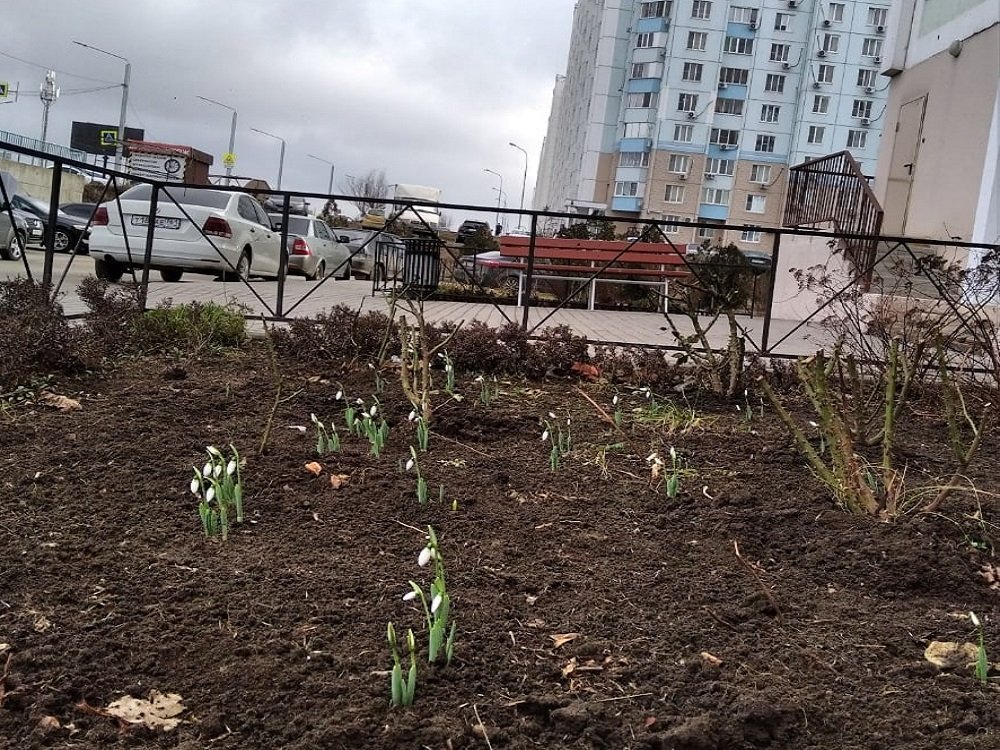 Запахло весной: среди января подснежники распустились в Ростове