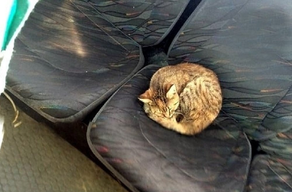 Ростовчане пожалели котика, спасающего от холода в общественном транспорте