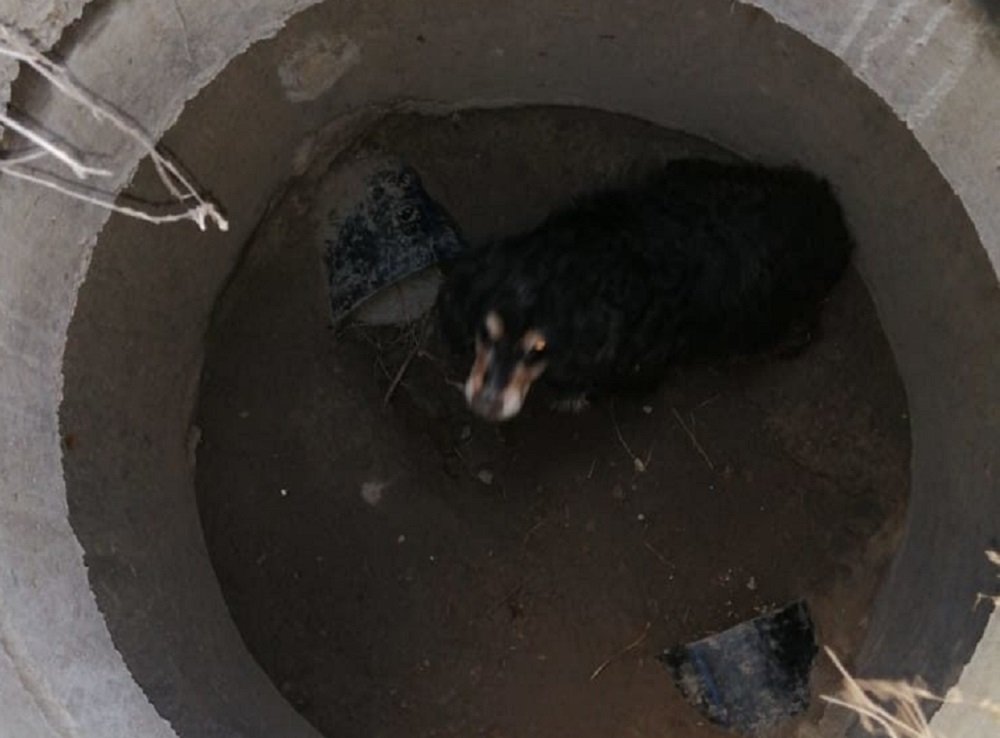 В Шахтах спасли собаку, провалившуюся в люк