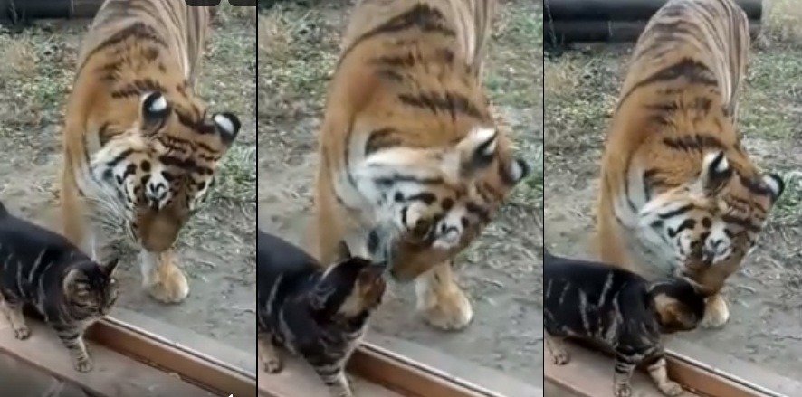 Царственная тигрица Услада и храбрый кот Васька устроили любовь в Ростовском зоопарке