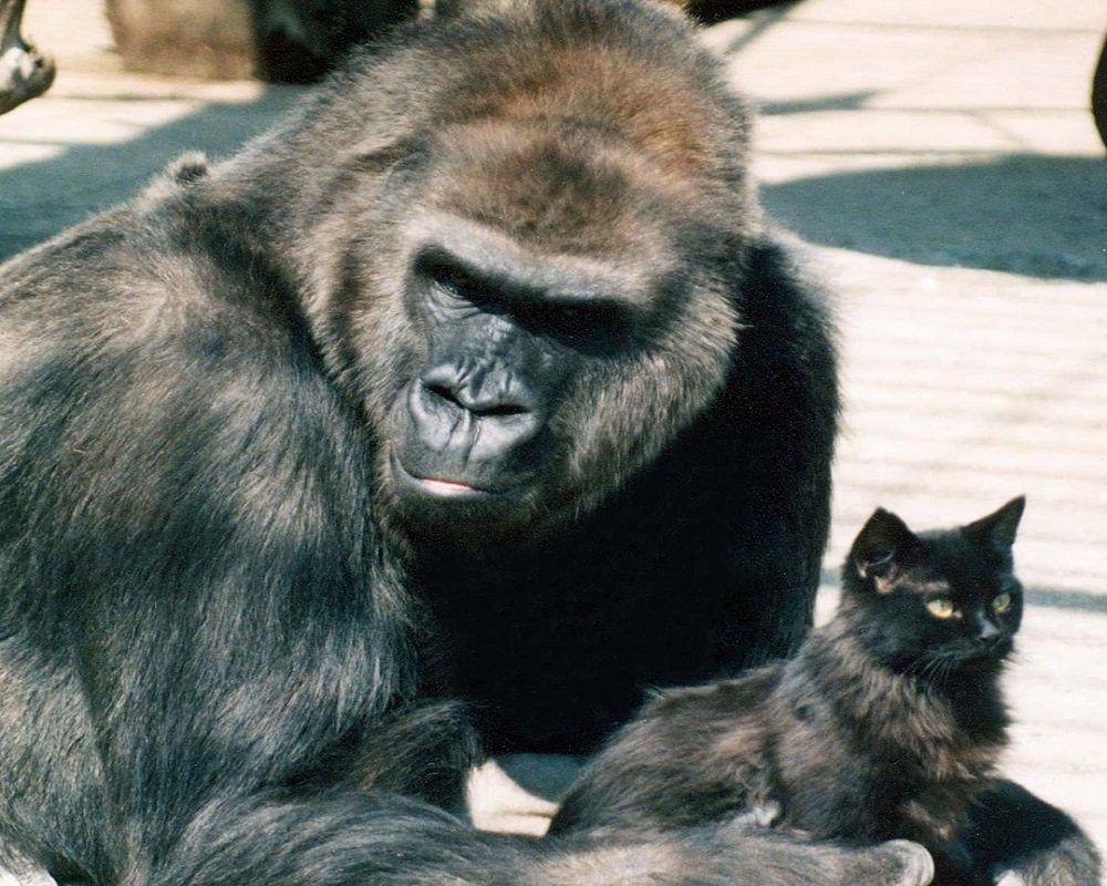 Горилла завела дружбу с котом в зоопарке Ростова