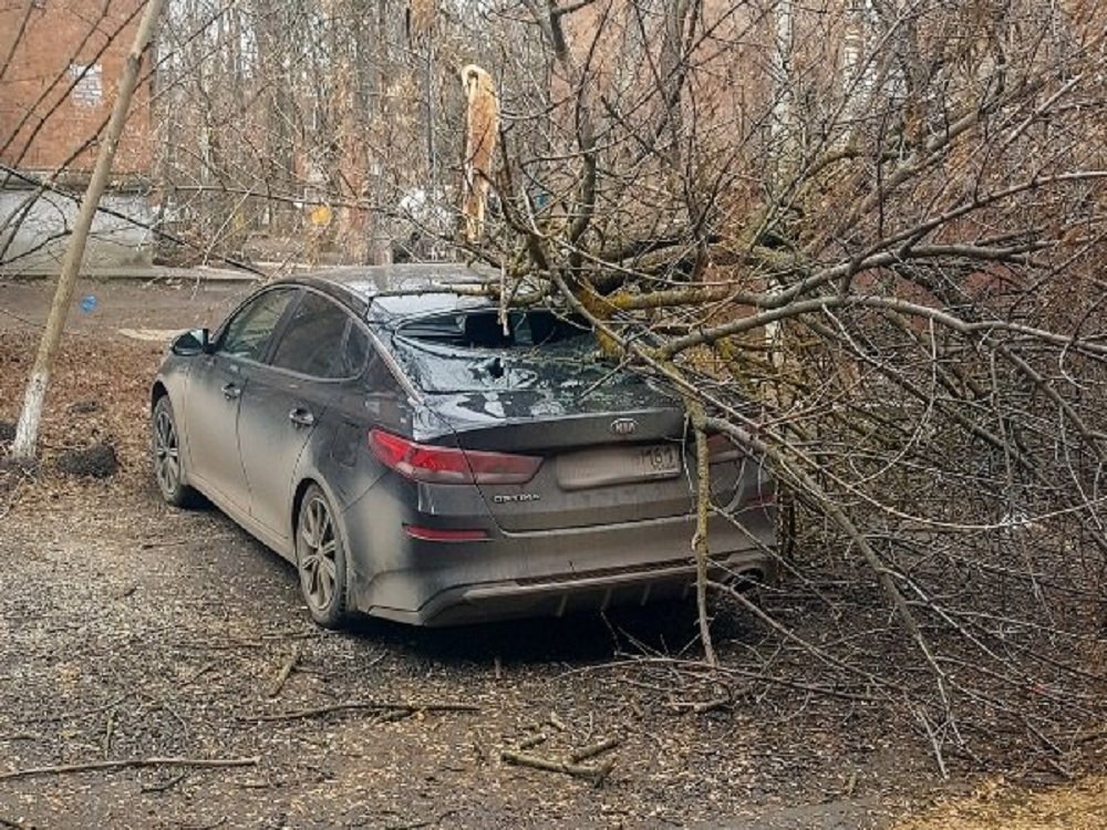 Разбушевавшаяся стихия повалила деревья в Ростове