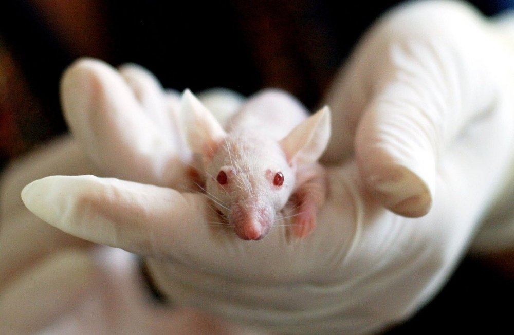 Два новых вида мышей обнаружили в Ростовской области