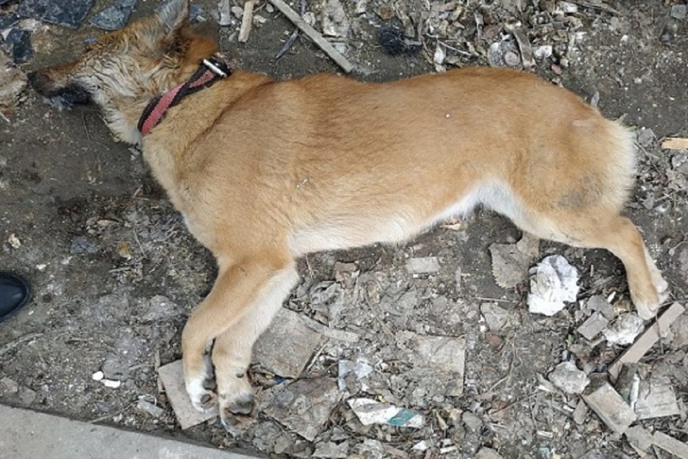 Неизвестные потравили собак в Таганроге