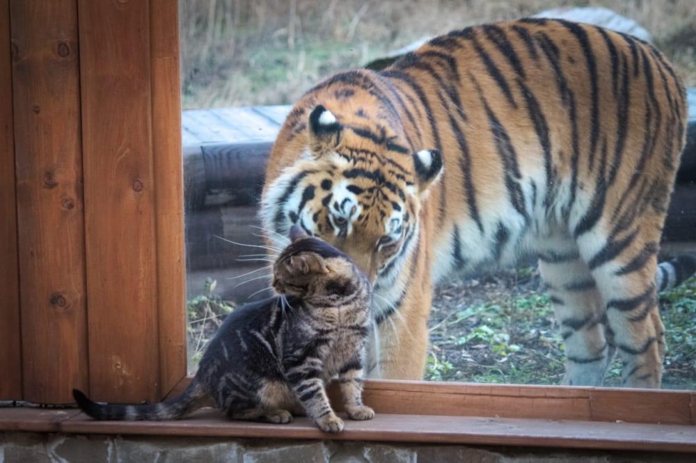 Тигрица Услада подружилась с кошкой в Ростовском зоопарке