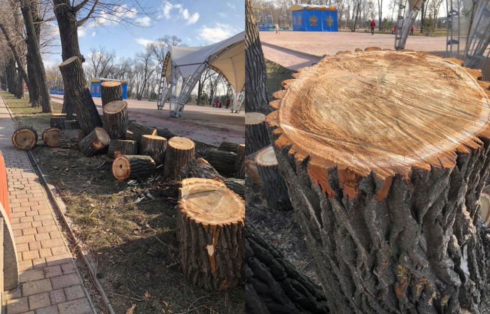 Хорошие деревья спилили в ростовском парке «Левобережный»