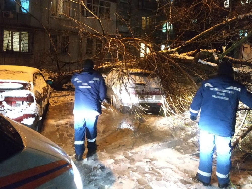 В Ростове из-за непогоды деревья рухнули на автомобили