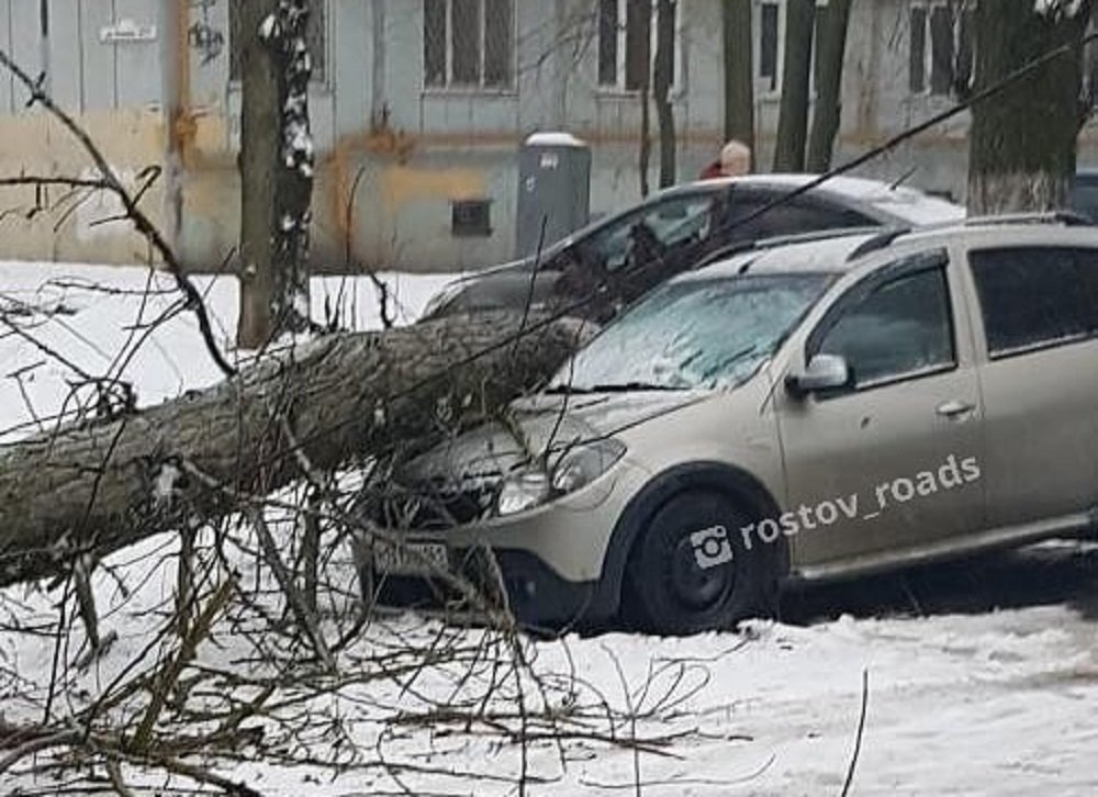 Дерево рухнуло на припаркованную иномарку в Ростове на Оганова