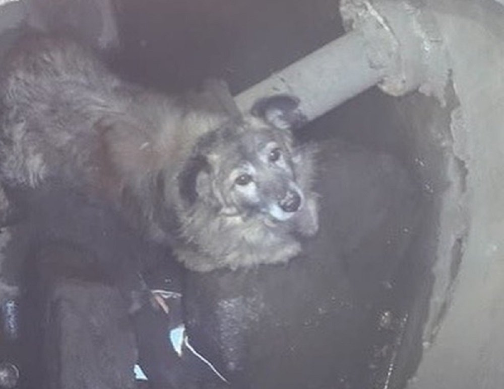 Спасатели достали из люка бродячую собаку под Ростовом