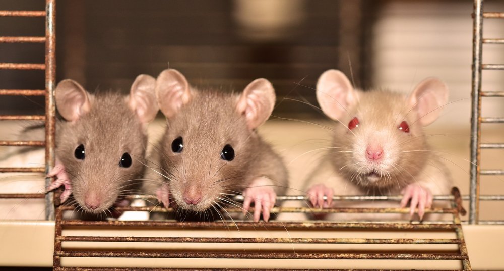 Быстро определять рак у человека с помощью крыс научились ученые в Ростове
