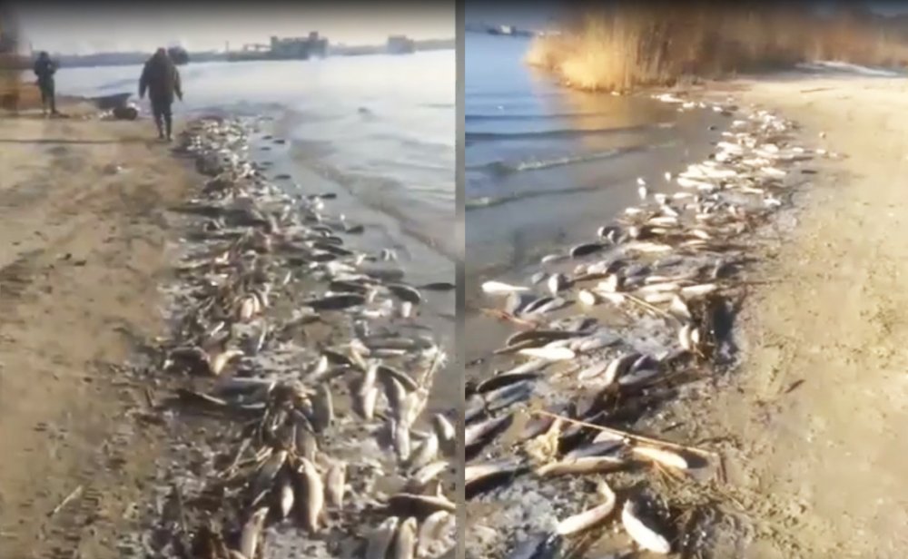 Рыба начала массово умирать в Дону в Ростове на Западном