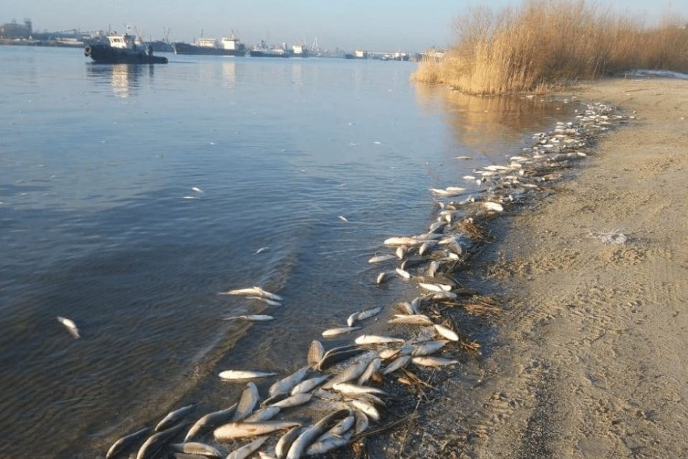 На Дону власти назвали причину массовой гибели рыбы